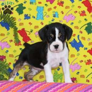 Virginia, Boston Terrier Mix Puppy